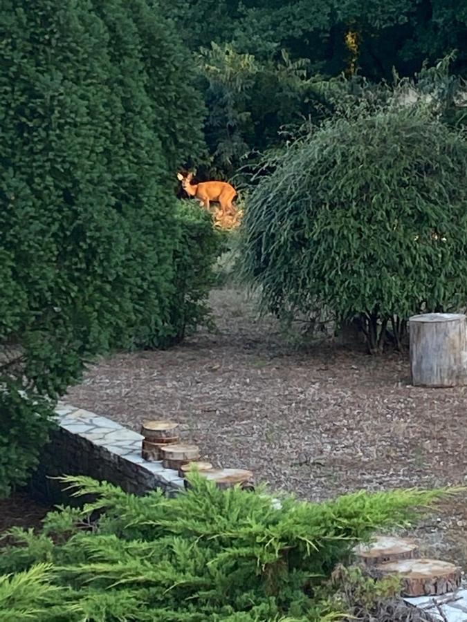 קאור Le Jardin Du Moustoulac Chambres D'Hotes מראה חיצוני תמונה